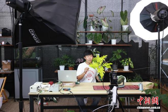 潮玩” 生活美学改写产业生态PG麻将胡了绿植成年轻人“新(图1) 潮玩” 生活美学改写产业生态PG麻将胡了绿植成年轻人“新(图1)