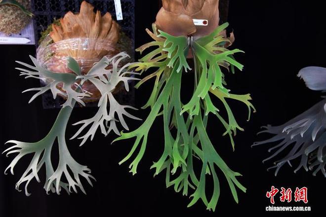 潮玩” 生活美学改写产业生态PG麻将胡了绿植成年轻人“新(图2) 潮玩” 生活美学改写产业生态PG麻将胡了绿植成年轻人“新(图2)